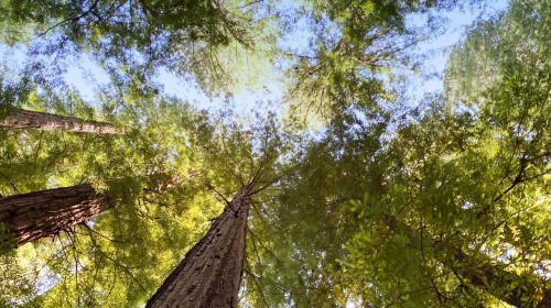 Als Buddhist auf die Umweltkrise reagieren